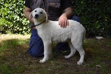 DAMARIUS, Hund, Maremmano-Mix in Italien - Bild 15