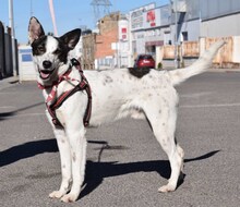 COCO, Hund, Mischlingshund in Spanien - Bild 5