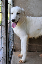 HABRIEL, Hund, Maremmano-Mix in Italien - Bild 2