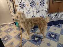 FLORENCE, Hund, Mischlingshund in Spanien - Bild 2