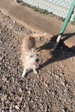 FLORENCE, Hund, Mischlingshund in Spanien - Bild 4