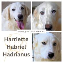 HADRIANUS, Hund, Maremmano-Mix in Italien - Bild 5