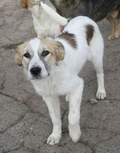 JISELLE, Hund, Mischlingshund in Bulgarien - Bild 1