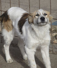 JISELLE, Hund, Mischlingshund in Bulgarien - Bild 2