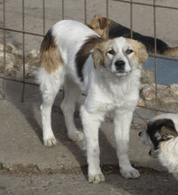 JISELLE, Hund, Mischlingshund in Bulgarien - Bild 3