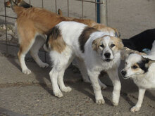 JISELLE, Hund, Mischlingshund in Bulgarien - Bild 4