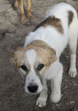 JISELLE, Hund, Mischlingshund in Bulgarien - Bild 5