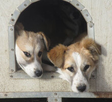 JISELLE, Hund, Mischlingshund in Bulgarien - Bild 6