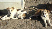 JISELLE, Hund, Mischlingshund in Bulgarien - Bild 7