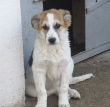 JISELLE, Hund, Mischlingshund in Bulgarien - Bild 8