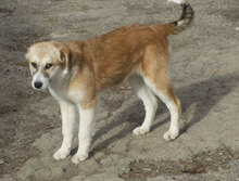 JACKLY, Hund, Mischlingshund in Obermoschel - Bild 1