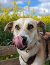 JACKLY, Hund, Mischlingshund in Obermoschel - Bild 10