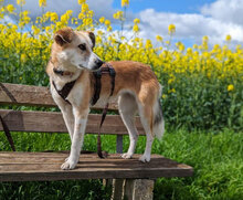 JACKLY, Hund, Mischlingshund in Obermoschel - Bild 11