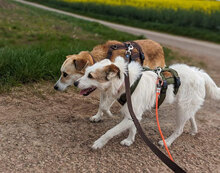 JACKLY, Hund, Mischlingshund in Obermoschel - Bild 12