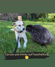 JACKLY, Hund, Mischlingshund in Obermoschel - Bild 14