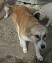 JACKLY, Hund, Mischlingshund in Obermoschel - Bild 3