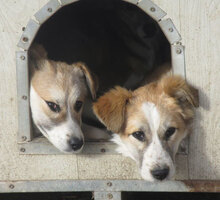 JACKLY, Hund, Mischlingshund in Obermoschel - Bild 5