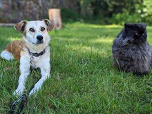 JACKLY, Hund, Mischlingshund in Obermoschel - Bild 8