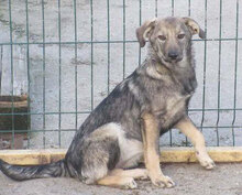 MOLINA, Hund, Mischlingshund in Bulgarien - Bild 1