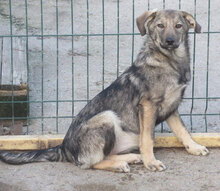 MOLINA, Hund, Mischlingshund in Bulgarien - Bild 3