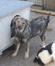 MOLINA, Hund, Mischlingshund in Bulgarien - Bild 4