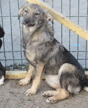 MOLINA, Hund, Mischlingshund in Bulgarien - Bild 5