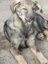 MOLINA, Hund, Mischlingshund in Bulgarien - Bild 6