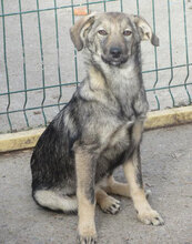 MOLINA, Hund, Mischlingshund in Bulgarien - Bild 7