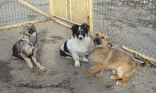 MOLINA, Hund, Mischlingshund in Bulgarien - Bild 9