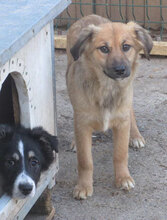 MESINA, Hund, Mischlingshund in Bulgarien - Bild 1