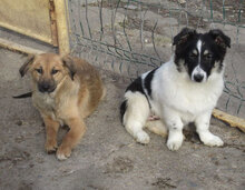 MESINA, Hund, Mischlingshund in Bulgarien - Bild 11