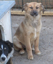 MESINA, Hund, Mischlingshund in Bulgarien - Bild 2