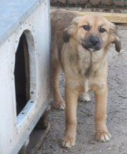 MESINA, Hund, Mischlingshund in Bulgarien - Bild 3