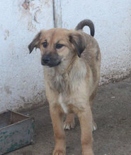 MESINA, Hund, Mischlingshund in Bulgarien - Bild 5
