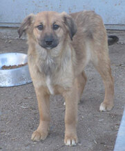 MESINA, Hund, Mischlingshund in Bulgarien - Bild 6
