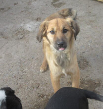 MESINA, Hund, Mischlingshund in Bulgarien - Bild 7