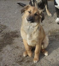MESINA, Hund, Mischlingshund in Bulgarien - Bild 8