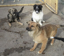 MESINA, Hund, Mischlingshund in Bulgarien - Bild 9