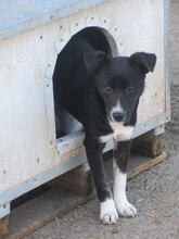 LACEY, Hund, Mischlingshund in Bulgarien - Bild 1