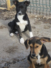 LACEY, Hund, Mischlingshund in Bulgarien - Bild 4