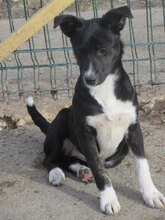 LACEY, Hund, Mischlingshund in Bulgarien - Bild 5