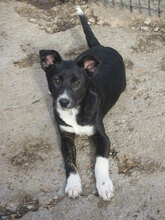 LACEY, Hund, Mischlingshund in Bulgarien - Bild 6
