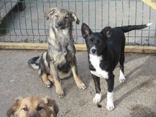 LACEY, Hund, Mischlingshund in Bulgarien - Bild 7