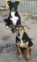 LACEY, Hund, Mischlingshund in Bulgarien - Bild 8