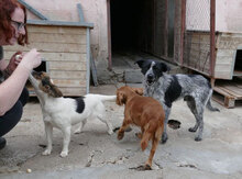 BOB, Hund, Mischlingshund in Bulgarien - Bild 10