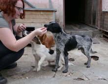 BOB, Hund, Mischlingshund in Bulgarien - Bild 11