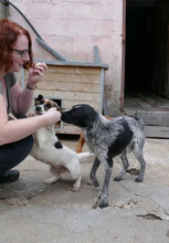 BOB, Hund, Mischlingshund in Bulgarien - Bild 12