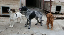 BOB, Hund, Mischlingshund in Bulgarien - Bild 13
