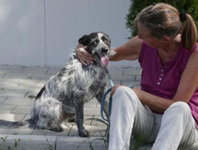 BOB, Hund, Mischlingshund in Bulgarien - Bild 17