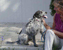 BOB, Hund, Mischlingshund in Bulgarien - Bild 18